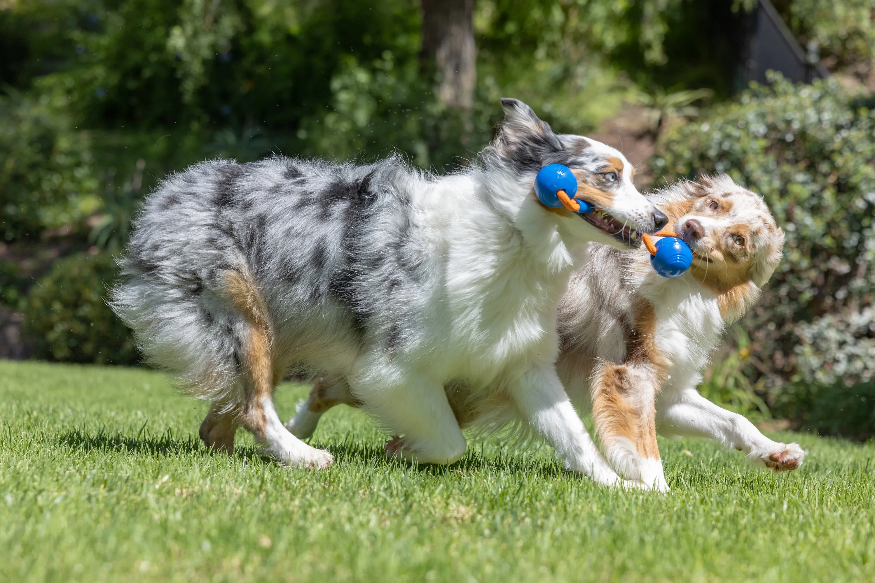 Chuckit! Crunch Duo Tug Dog Toy