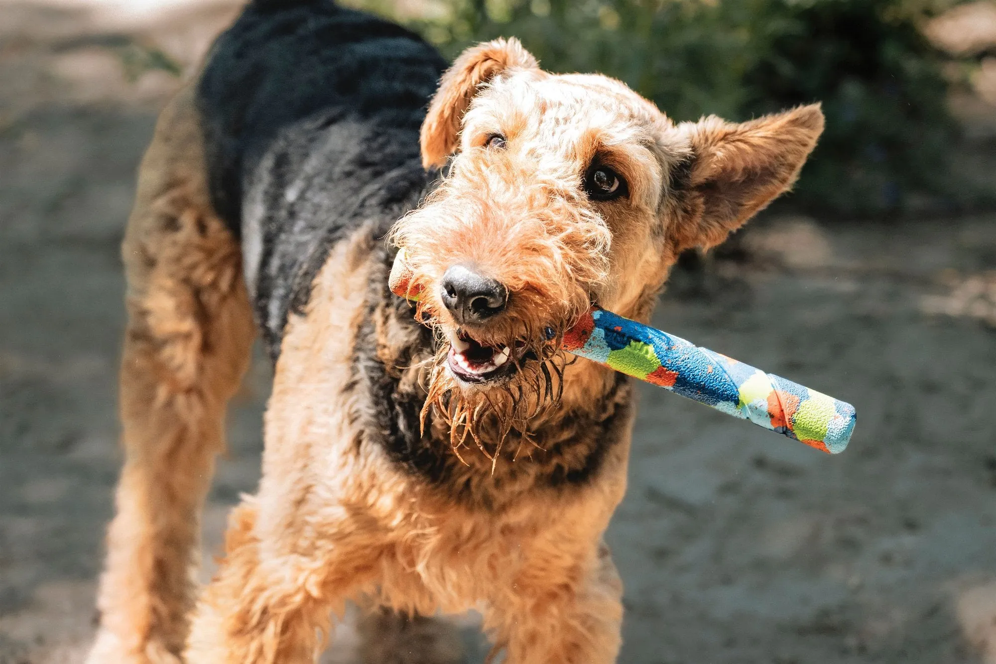 Chuckit! Eco Fetch Stick