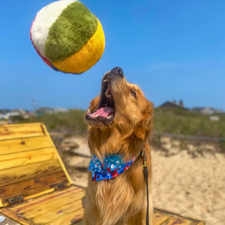 Fluff & Tuff Beach Ball Plush Dog Toy -Wholesale