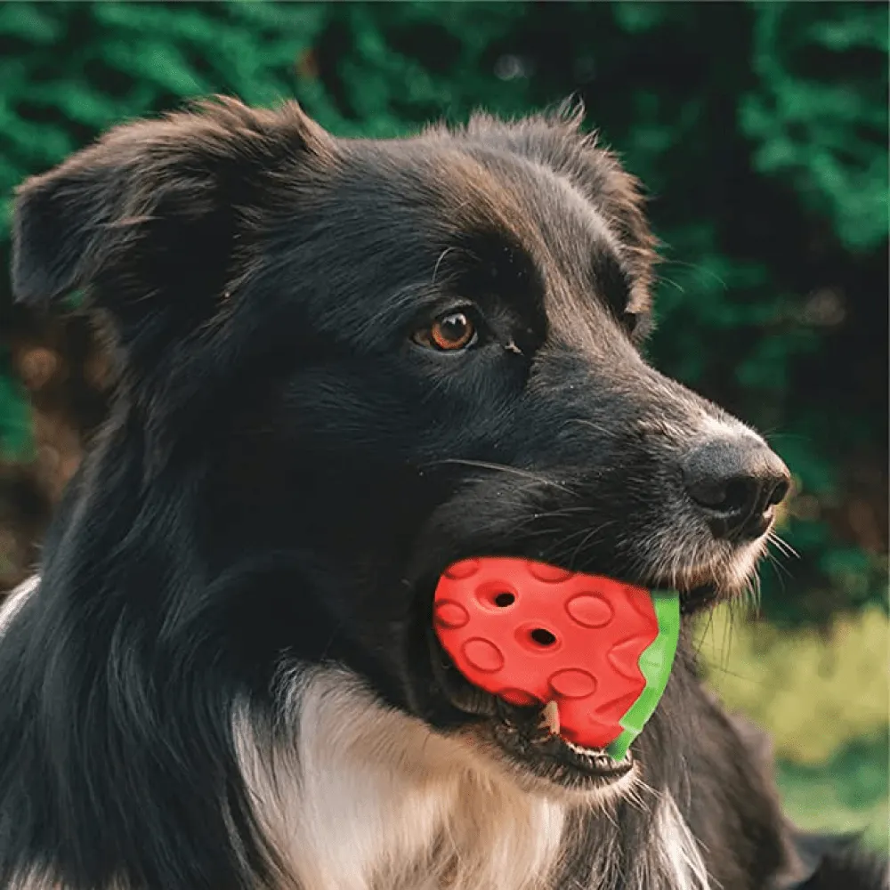 Goofy Tails Dumbbell Treat Dispensing Interactive Toys and Strawberry shaped Natural Rubber Chew Toy for Dogs Combo