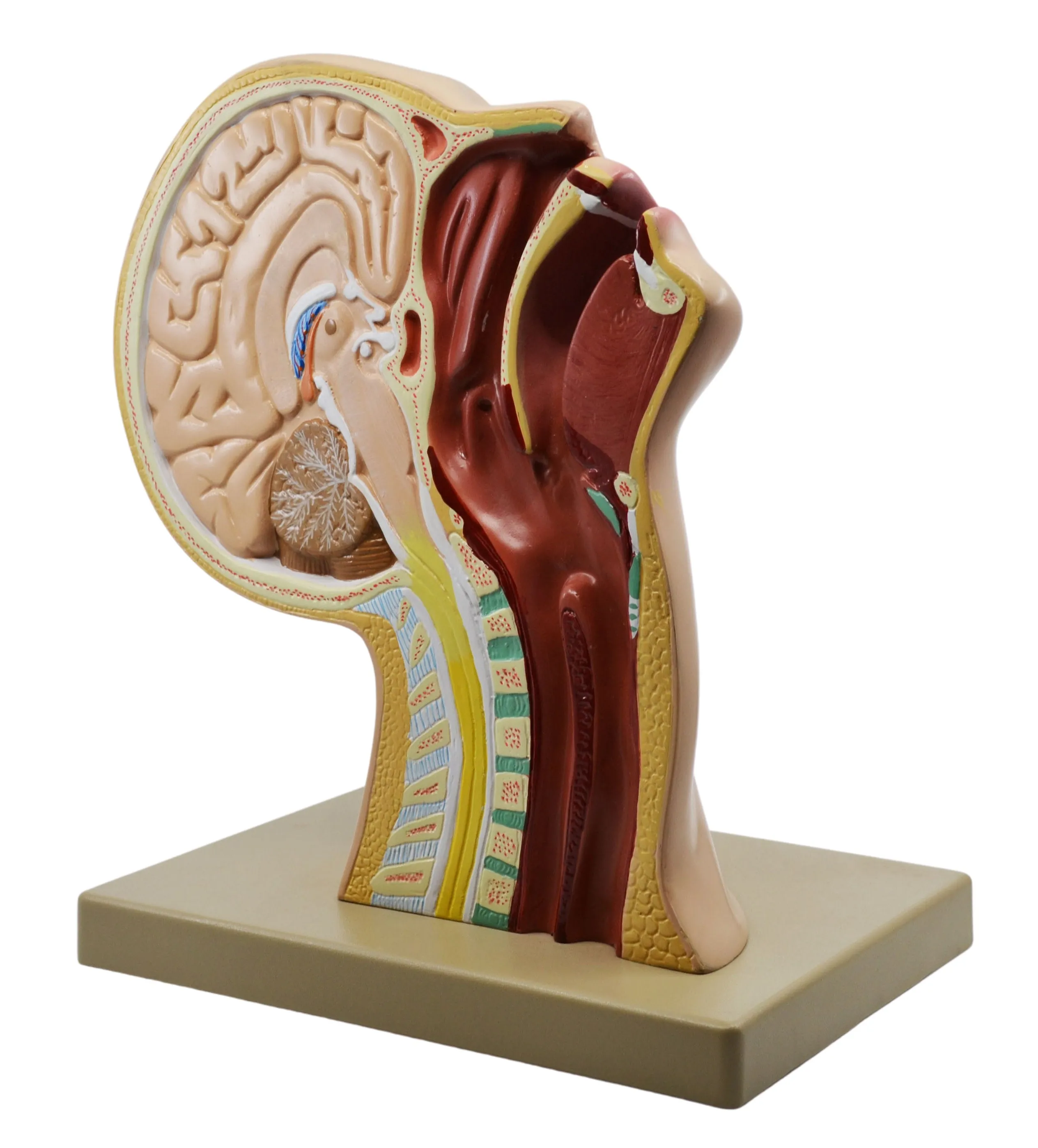 Nasal Swab Training Model, 12 Inch - For Demonstration of Nasopharyngeal Testing - Made of PVC - Eisco Labs