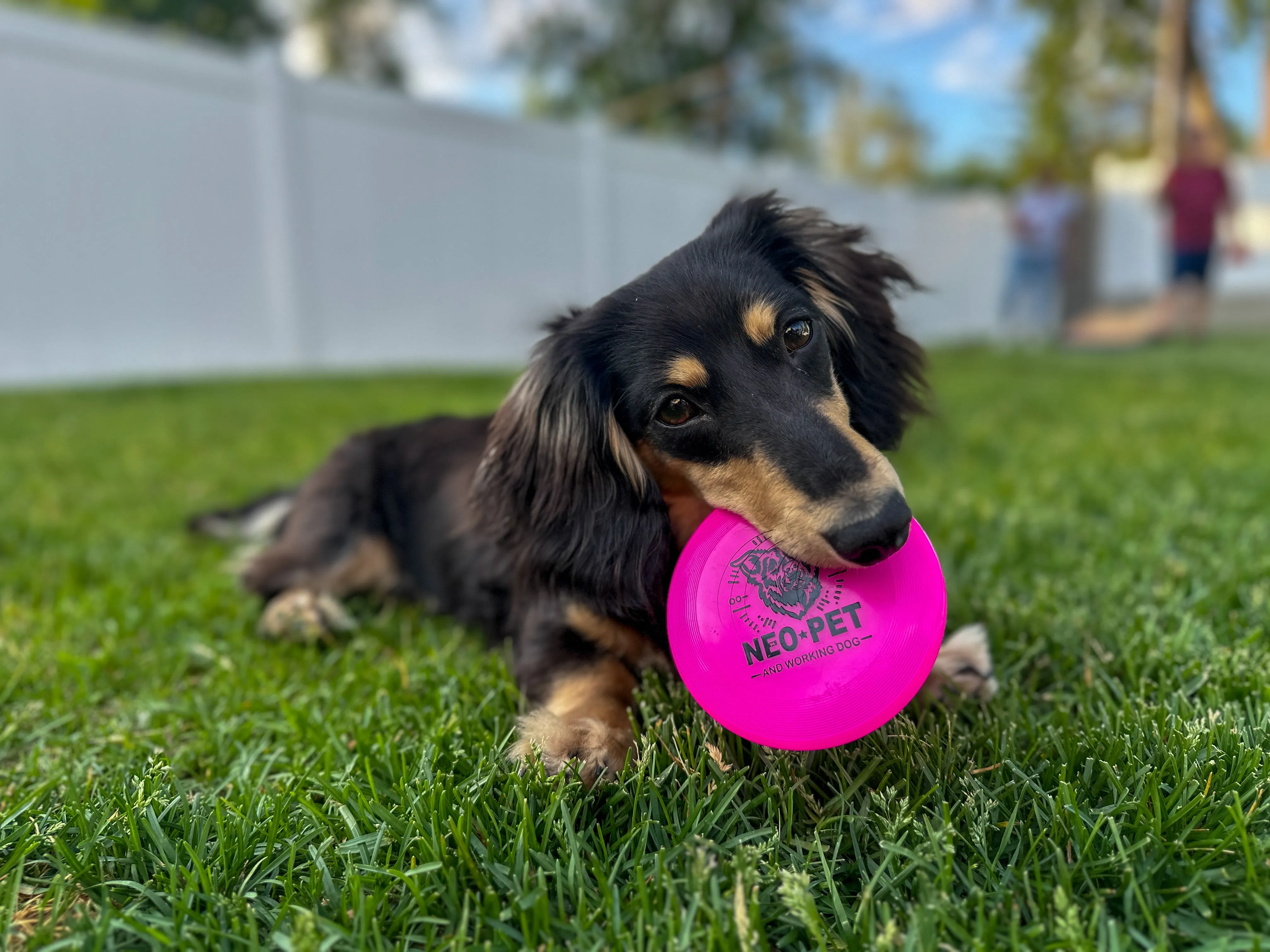 NEO Pet Frisbee