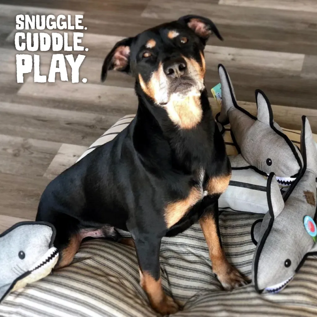 Snugarooz Saul the Shark with Rubber Spikey Ball Toy For Dogs (19")